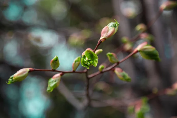 Green Tender Birch Leaves Russia Blooming Buds — Stock Photo, Image