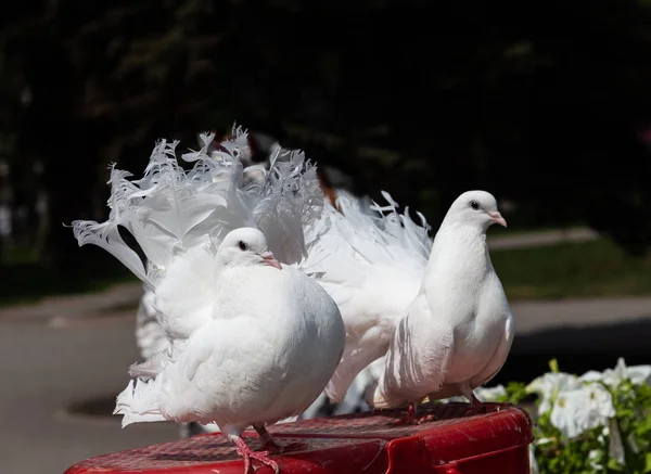 Pomba Pássaro Símbolo Amor Lealdade Praça Kemerovo Rússia — Fotografia de Stock