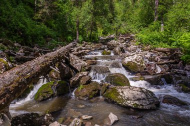 Altay, Rusya ormandaki nehir fırtınalı dağ