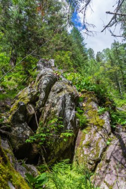 Yosun kaplı taşlar ormanda altay, Rusya Federasyonu