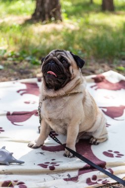 Sorgulama komik pug sahibine, Rusya görünüyor