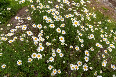 Glade beyaz papatya çim üzerinde altay, Rusya Federasyonu