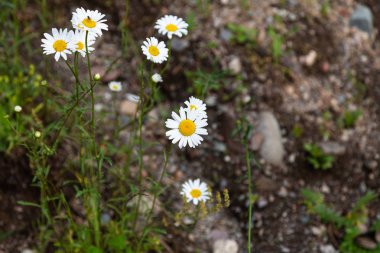 Hassas papatya çiçek yakın çekim yeşil çim altay, Rusya üzerinde bir arka plan üzerinde