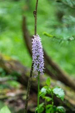 Mor loosetrife çiçek (Latince: Lythrum salicaria) ormanda Altay üzerinde büyüyen