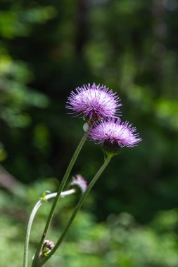 Carthamus lanatus yünlü kadın thistle, Tüylü safflow veya safran thistle olarak bilinen thistle familyasından bir