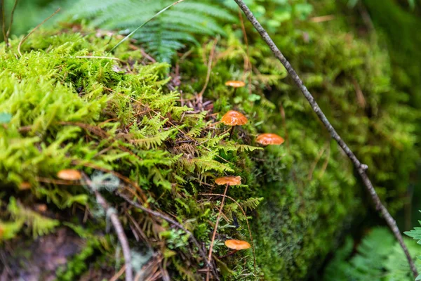 Musgo Verde Cogumelos Marrons Crescem Tronco Árvore Caído Altai Rússia — Fotografia de Stock