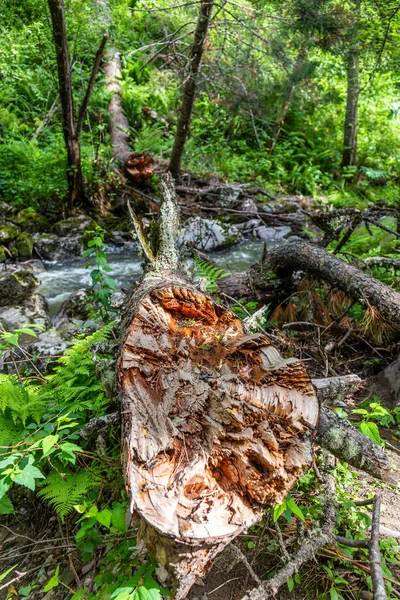 Tronco Uma Árvore Caída Caiu Através Riacho Altai Rússia — Fotografia de Stock