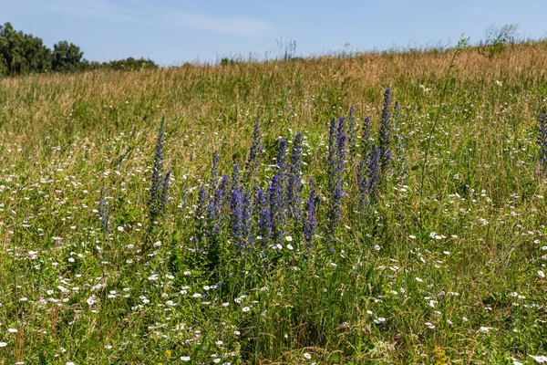 Blooming blue willow-herb in a meadow in Altai, Russia