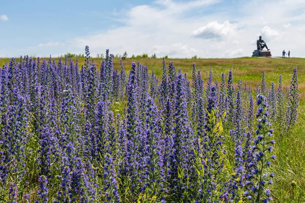 Blooming blue willow-herb in the meadow and the monument to Vasily Shukshin in Altai, Russia