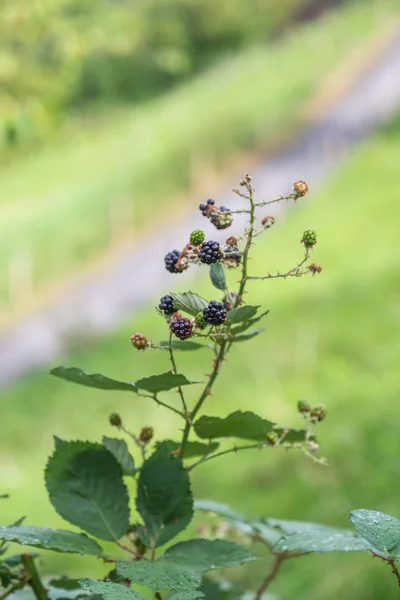 Fructele Mure Cresc Tufișul Din Parcul Hirsch Din Lucerna Elveția — Fotografie, imagine de stoc