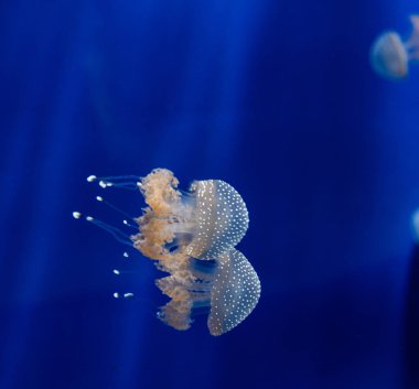 Vücut ve tentacles floresan lekeler ile yarı saydam denizanası