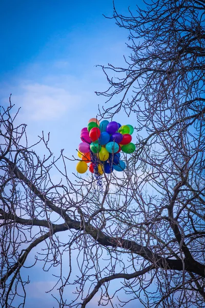 Bando Balões Coloridos Brilhantes Presos Numa Árvore Praga — Fotografia de Stock