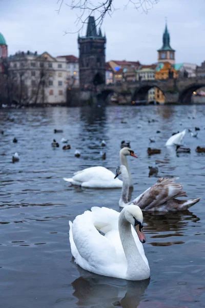 Vackra svanar på floden Moldau i Prag, Tjeckien — Stockfoto