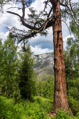 Altay Dağları cephedeki ormandaki yaşlı yosunlu Karaçam