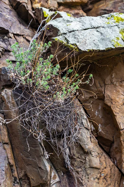 Arbustos que crecen en rocas desnudas en las montañas de Altai — Foto de Stock