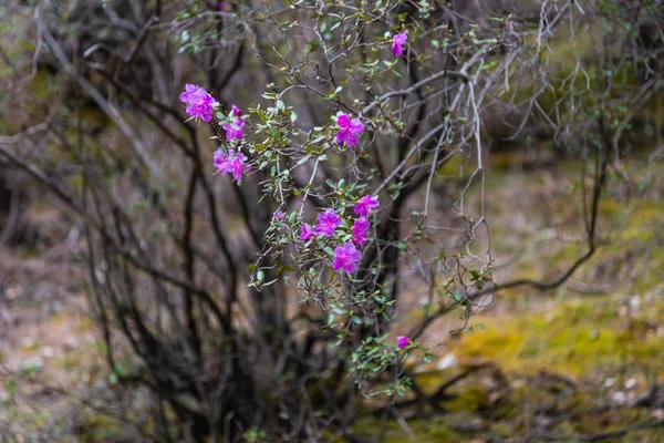 アルタイの野生ローズマリー (地元の方言で maralnik) の花がやっと開花 — ストック写真