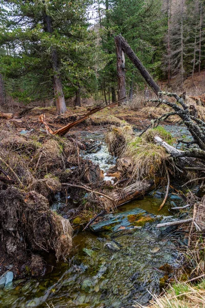 Árboles caídos en el curso superior del río Small Yaloman en Altai —  Fotos de Stock