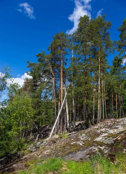 Nave Karelian pinos cerca del lago Tulmozero bajo un cielo azul con nubes, Karelia. Rusia —  Fotos de Stock