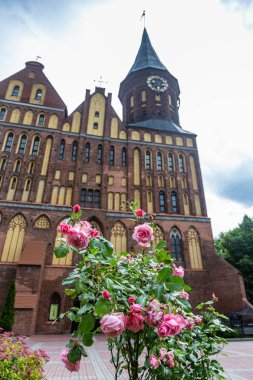 Kaliningrad, Rusya Federasyonu Immanuel Kant Türbesi bulunan, nerede katedral önünde narin pembe güller