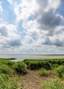 Curonian Lagoon sahilinde Reeds ve kümülüs bulutları, Rusya
