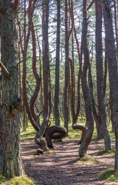 Curonian Spit üzerinde çam dans ormanda bir yürüyüş, Rusya