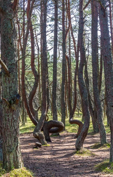 Curonian Spit üzerinde çam dans ormanda bir yürüyüş, Rusya