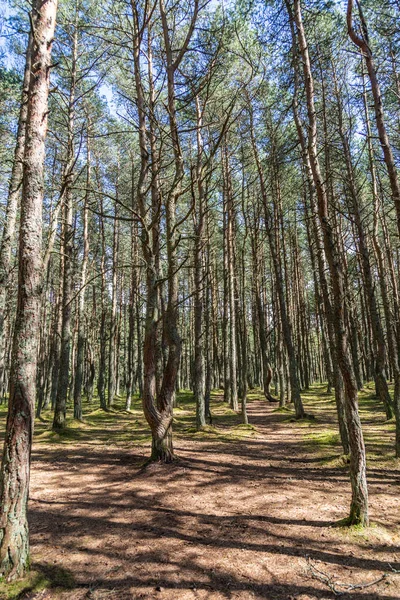 Une promenade dans la forêt de pins dansants sur la flèche de Courlande, Russie — Photo