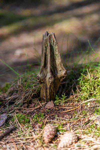 En flisa med knutar från ett gammalt träd sticker ut ur marken och kottar på Kuriska näset, Ryssland är nära. — Stockfoto
