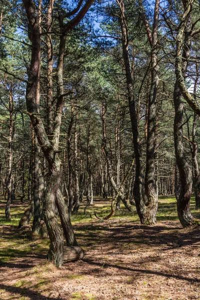 Un paseo por el bosque de pinos bailando en la saliva curónica, Rusia — Foto de Stock