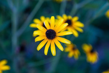 Mavi-yeşil arka planda Sarı papatyalar. Ekran koruyucu veya ekranda duvar kağıdı için mükemmel.