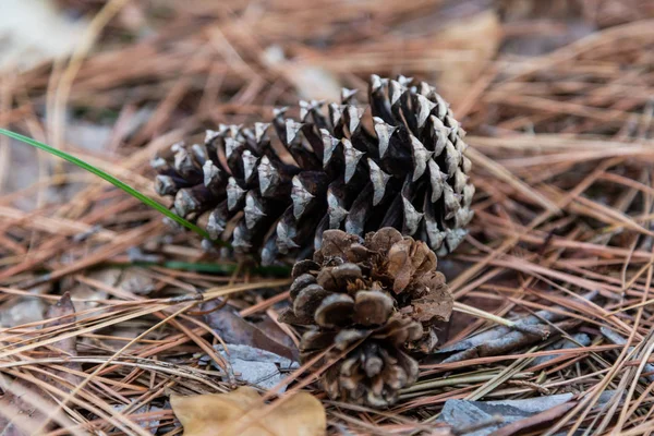 Os cones grandes e pequenos do pinheiro encontram-se nas agulhas caídas no jardim botânico de Sochi. Rússia — Fotografia de Stock