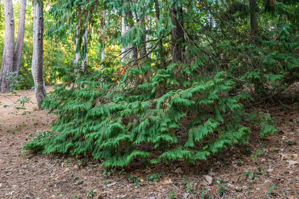 Cipreste verde maciço no Jardim Botânico de Sochi. Rússia — Fotografia de Stock