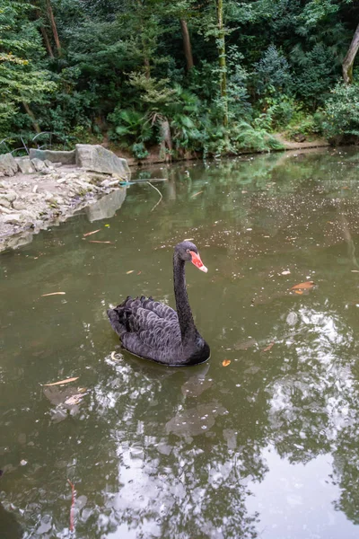 Um cisne negro orgulhoso com um bico vermelho está nadando na superfície de uma lagoa no Sochi Botanical Garden. Rússia — Fotografia de Stock