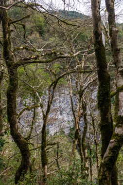 Yosun kaplı şimşir ormanı ile doğal Park, Krasnodar bölgesi, Rusya