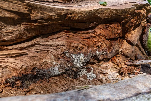 Estrutura de madeira chique de uma árvore quebrada close-up, região de Krasnodar, Rússia — Fotografia de Stock