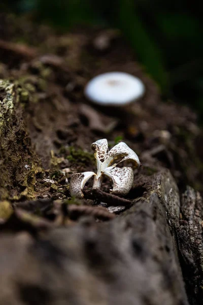 Champignon blanc déchiré dans la forêt, région de Krasnodar, Russie — Photo