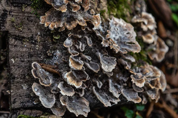 Fallna stammen av en död träd med parasit svampar växer på det, Krasnodar region, Ryssland — Stockfoto