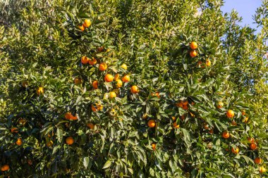 Vahşi portakal ağacı ile birçok olgun meyve, Roma, İtalya