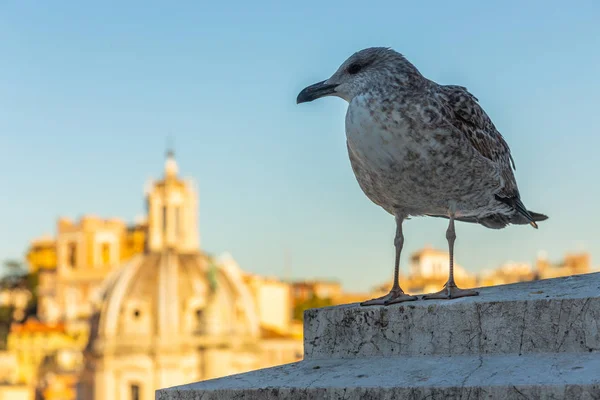 Uma grande gaivota do mar senta-se no parapeito contra o pano de fundo das atrações em Roma, Itália — Fotografia de Stock