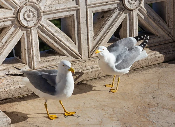 Duas grandes gaivotas do mar sentam-se no parapeito em Roma, Itália — Fotografia de Stock