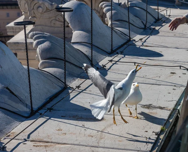 Duas grandes gaivotas do mar pegam comida enquanto se sentam no parapeito em Roma, Itália — Fotografia de Stock