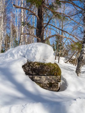 Altay, Rusya'daki ormanda yeşil yosun ve beyaz kar ve eski çam ağaçlarıyla kaplı taş