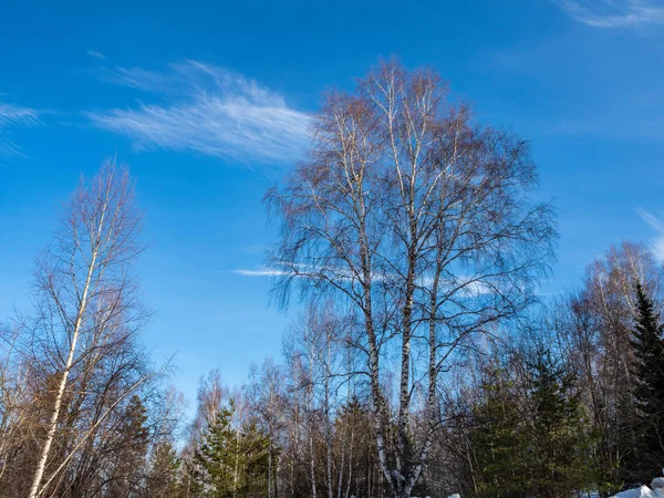 Betulle bianche nella foresta invernale sullo sfondo di un cielo blu brillante con nuvole ad Altai, Russia — Foto Stock