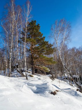 Altay, Rusya'daki ormanda yeşil yosun ve beyaz kar ve çam ve huş ağacı ile kaplı taş