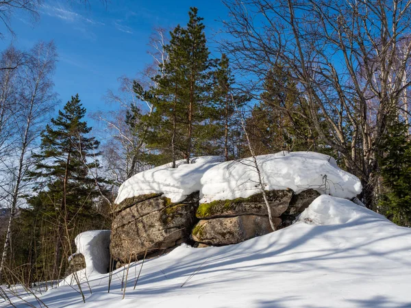 Pietra ricoperta di muschio verde e neve bianca e pino antico nella foresta di Altai, Russia — Foto Stock