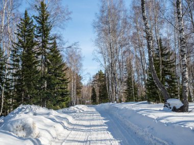 Rusya, Altai 'de kar altında batan güzel bir ormandan geçen kış yolu.