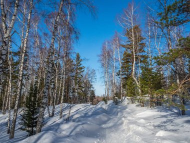 Rusya, Altai 'de kar altında batan güzel bir ormandan geçen kış yolu.