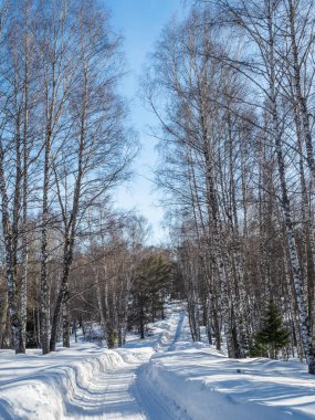Rusya, Altai 'de kar altında batan güzel bir ormandan geçen kış yolu.