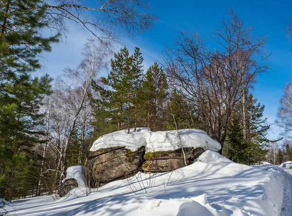 Pietra ricoperta di muschio verde e neve bianca e pini nella foresta invernale di Altai, Russia — Foto Stock