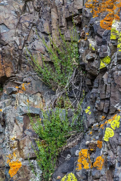 Bushes growing on bare rocks in the mountains of Altai, Russia — Stock Photo, Image
